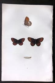 Morris 1893 Hand Col Butterfly Print. Arran Argus 23