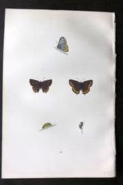 Morris 1893 Hand Col Butterfly Print. Black Hairstreak 42