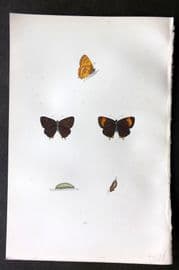 Morris 1893 Hand Col Butterfly Print. Brown Hairstreak 43