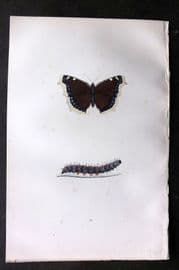 Morris 1893 Hand Col Butterfly Print. Camberwell Beauty 33