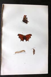 Morris 1893 Hand Col Butterfly Print. Comma 34