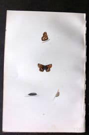 Morris 1893 Hand Col Butterfly Print. Duke of Burgundy Fritillary 44