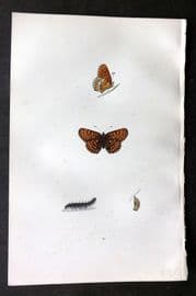 Morris 1893 Hand Col Butterfly Print. Glanville Fritillary 46