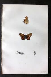 Morris 1893 Hand Col Butterfly Print. Greasy Fritillary 45