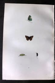 Morris 1893 Hand Col Butterfly Print. Green Hairstreak 40