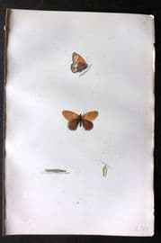 Morris 1893 Hand Col Butterfly Print. Heath Butterfly 21