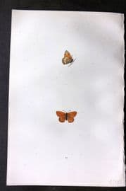 Morris 1893 Hand Col Butterfly Print. Least Meadow Brown 22