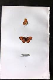 Morris 1893 Hand Col Butterfly Print. Pearl-Bordered Fritillary 47