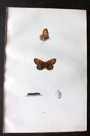 Morris 1893 Hand Col Butterfly Print. Pearl-Bordered Likeness Fritillary 49