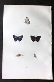 Morris 1893 Hand Col Butterfly Print. Purple Haistreak 39