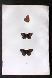 Morris 1893 Hand Col Butterfly Print. Scotch Argus 24