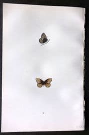 Morris 1893 Hand Col Butterfly Print. Silver Bordered Ringlet 26