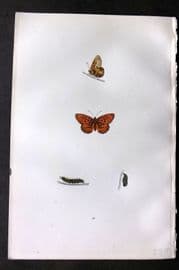 Morris 1893 Hand Col Butterfly Print. Small Pearl-Bordered Fritillary 48