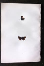 Morris 1893 Hand Col Butterfly Print. Small Ringlet 25