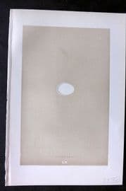 Morris 1896 Antique Bird Egg Print. Alpine Swift 60