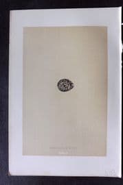 Morris 1896 Antique Bird Egg Print. Andalusian Quail 145
