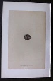 Morris 1896 Antique Bird Egg Print. Andalusian Quail 145