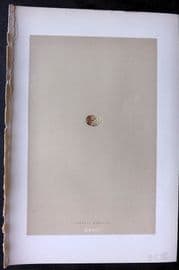 Morris 1896 Antique Bird Egg Print. Aquatic Warbler 117*