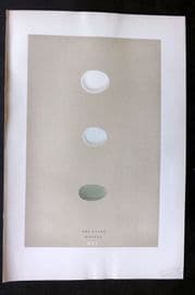 Morris 1896 Antique Bird Egg Print. Bee Eater, Hoopoe 41