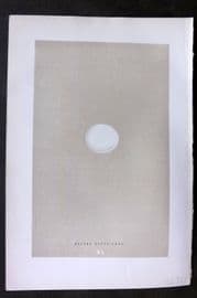 Morris 1896 Antique Bird Egg Print. Belted Kingfisher 40