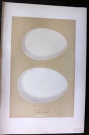 Morris 1896 Antique Bird Egg Print. Bewick's Swan 188