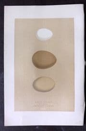 Morris 1896 Antique Bird Egg Print. Bittern 161