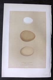 Morris 1896 Antique Bird Egg Print. Bittern 161