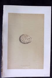 Morris 1896 Antique Bird Egg Print. Black Grouse 139