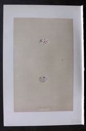 Morris 1896 Antique Bird Egg Print. Black Headed Bunting 77