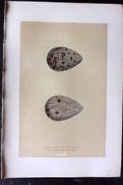 Morris 1896 Antique Bird Egg Print. Black Tailed Godwit 170