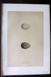 Morris 1896 Antique Bird Egg Print. Black Tern 218