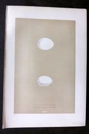 Morris 1896 Antique Bird Egg Print. Black Woodpecker 53