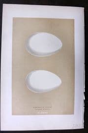 Morris 1896 Antique Bird Egg Print. Brent Goose 185