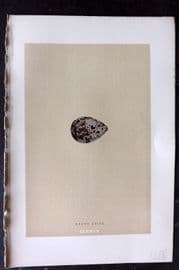 Morris 1896 Antique Bird Egg Print. Brown Snipe 174