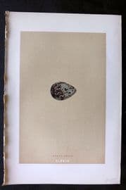 Morris 1896 Antique Bird Egg Print. Brown Snipe 174
