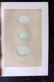 Morris 1896 Antique Bird Egg Print. Buff Backed Heron 160
