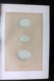 Morris 1896 Antique Bird Egg Print. Buff Backed Heron 160