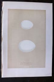 Morris 1896 Antique Bird Egg Print. Bulwer's Petrel 231