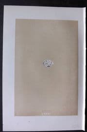 Morris 1896 Antique Bird Egg Print. Bunting 76