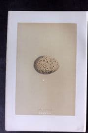 Morris 1896 Antique Bird Egg Print. Capercaillie 138