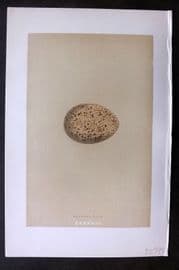 Morris 1896 Antique Bird Egg Print. Capercaillie 138