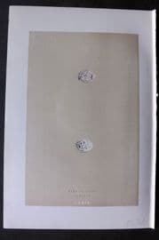Morris 1896 Antique Bird Egg Print. Cirl Bunting 79