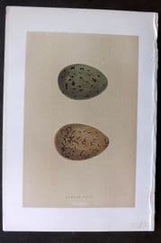 Morris 1896 Antique Bird Egg Print. Common Gull 225