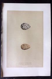 Morris 1896 Antique Bird Egg Print. Common Sandpiper 167
