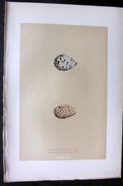 Morris 1896 Antique Bird Egg Print. Common Sandpiper 167