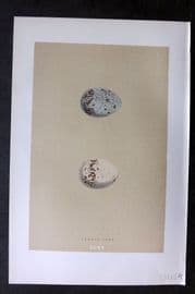 Morris 1896 Antique Bird Egg Print. Commone Tern 215