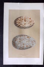 Morris 1896 Antique Bird Egg Print. Crane 157