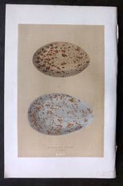 Morris 1896 Antique Bird Egg Print. Crane 157