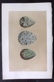 Morris 1896 Antique Bird Egg Print. Curlew 164