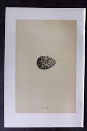 Morris 1896 Antique Bird Egg Print. Dotterel 151